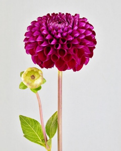 Beautifully Dahlia