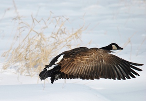 Winter Goose