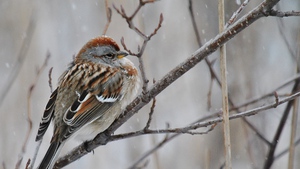 Winter Sparrow