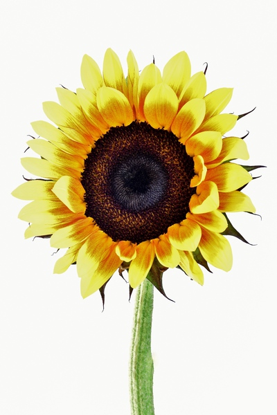 Sunny Sunflower Print