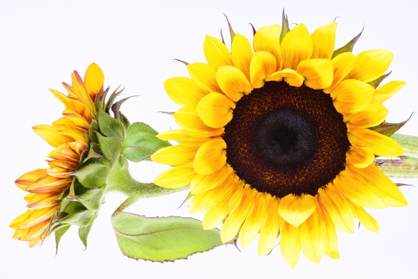 Beautifully Sunflower Print