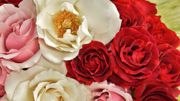 Bountiful Love Print