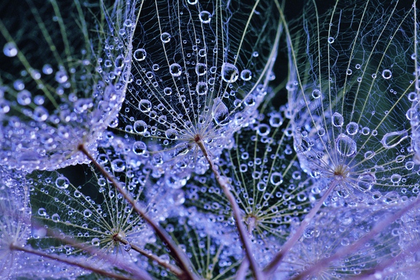 Rainy Day Salsify Print