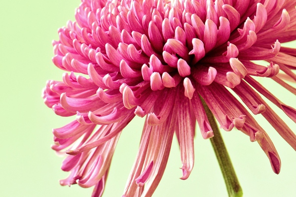 Blushing Chrysanthemum Print