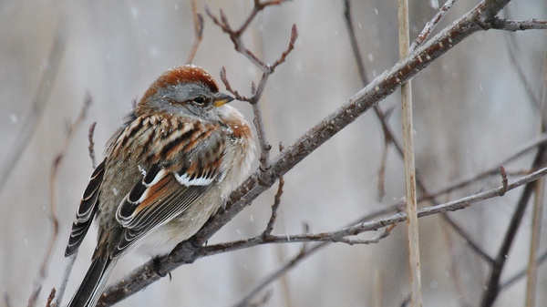Winter Sparrow Print