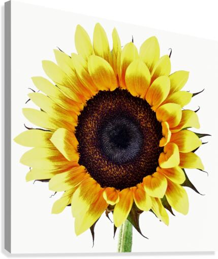Sunny Canvas Print