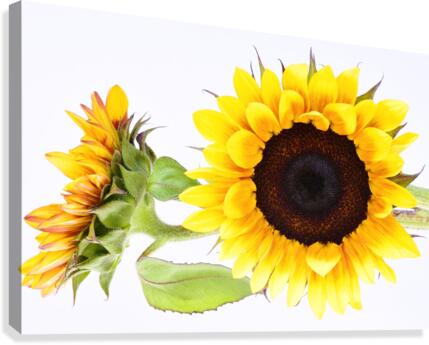 Beautifully Sunflower Canvas Print