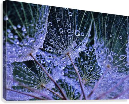 Rainy Day Salsify Canvas Print