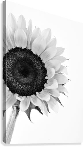 Hello Sunshine 2 Canvas Print