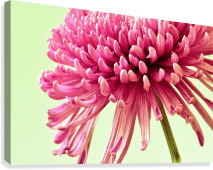 Blushing Chrysanthemum Canvas Print