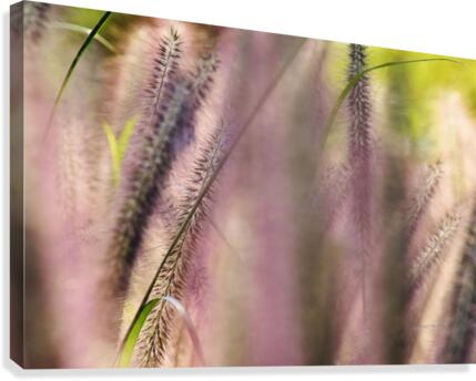 Summer Breeze Canvas Print