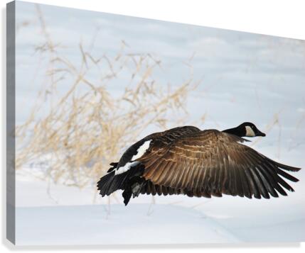 Winter Goose Canvas Print