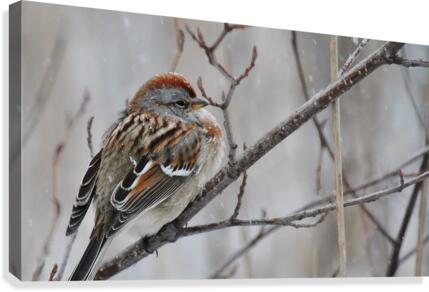 Winter Sparrow Canvas Print