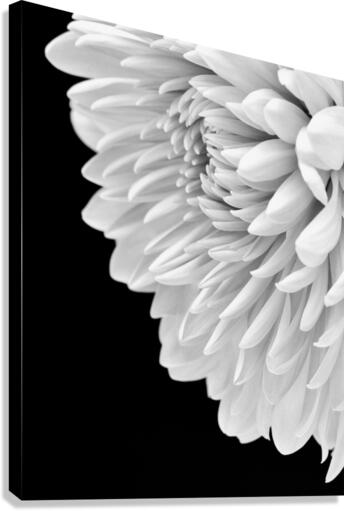 Hello Gorgeous  Canvas Print