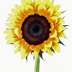 Sunny Sunflower