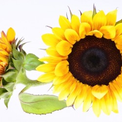 Beautifully Sunflower