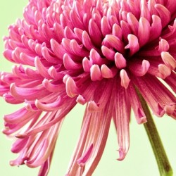 Blushing Chrysanthemum