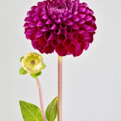 Beautifully Dahlia