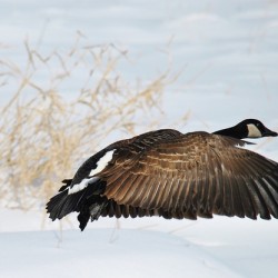 Winter Goose