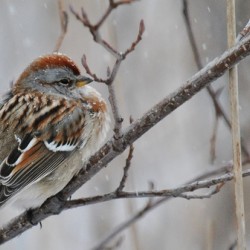 Winter Sparrow