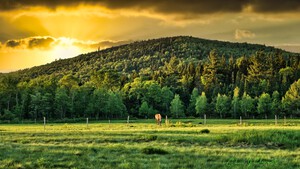 Lone Stallion Under Golden Sky