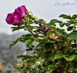 Web of Roses by the Sea 
