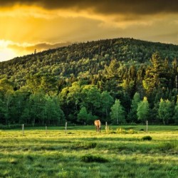 Lone Stallion Under Golden Sky
