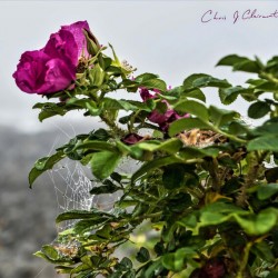 Web of Roses by the Sea 