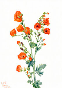 Scarlet Globe Mallow