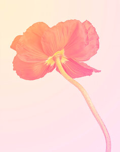 Orange Poppy Flower