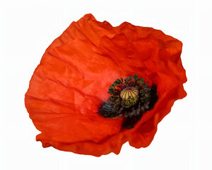 Orange Poppy