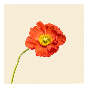Orange Poppy Flower Art