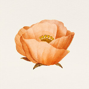 Vintage Orange Poppy Flower 