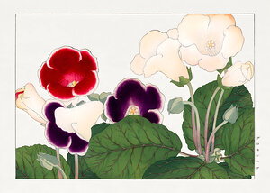 Gloxinia Flower Art. 