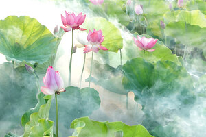 Lotus Summer
