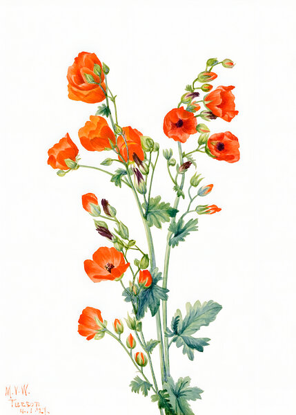 Scarlet Globe Mallow by Balaram Giri