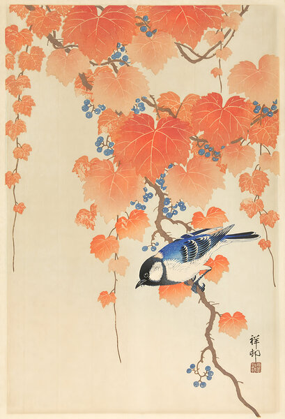 Great tit on paulownia branch by Balaram Giri