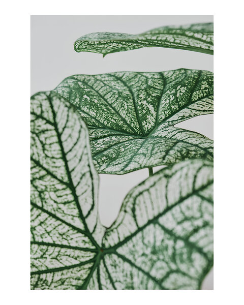 Aesthetic Leaf Texture Art by Balaram Giri