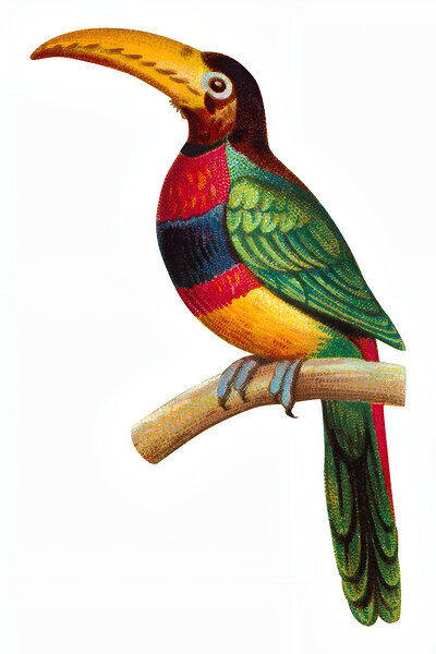 Banded Aracari Toucan vintage bird by Balaram Giri