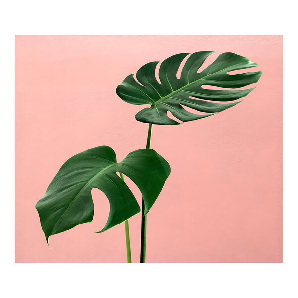 Monstera Leaf Art  Print