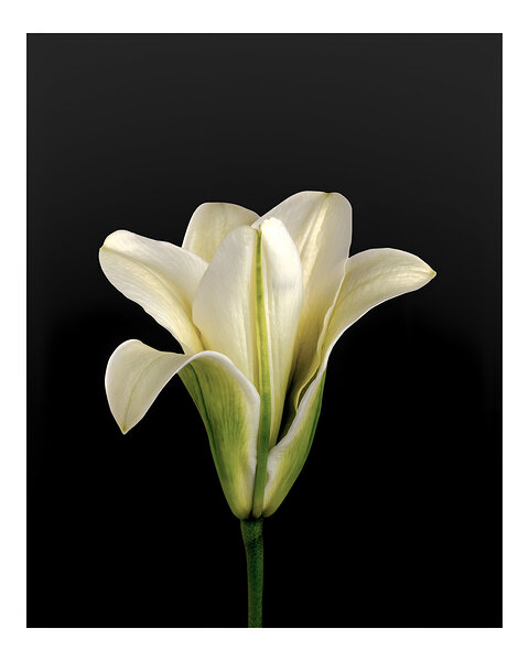 Aesthetic White Lily Art  by Balaram Giri