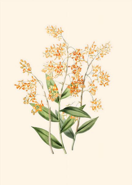 Orange Orchids Art by Balaram Giri