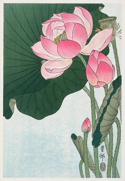 Blooming lotus flowers by Balaram Giri