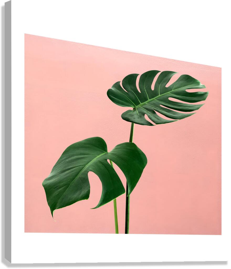Monstera Leaf Art  Canvas Print