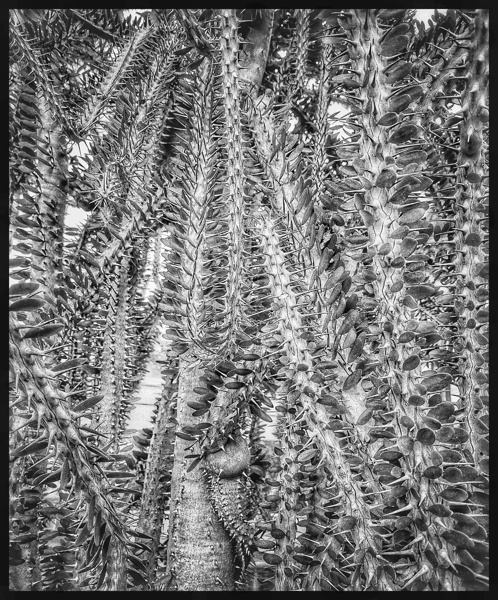 V1215 Print