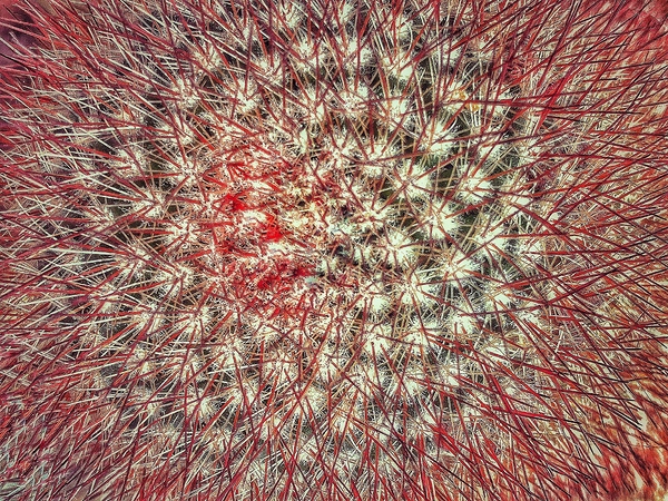 V1362 Print