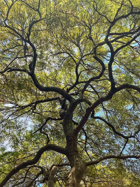V1405 Print