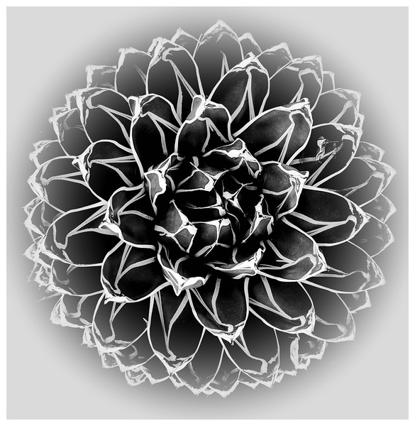V1438 Print