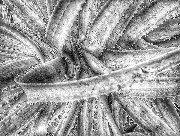 V1287 Print
