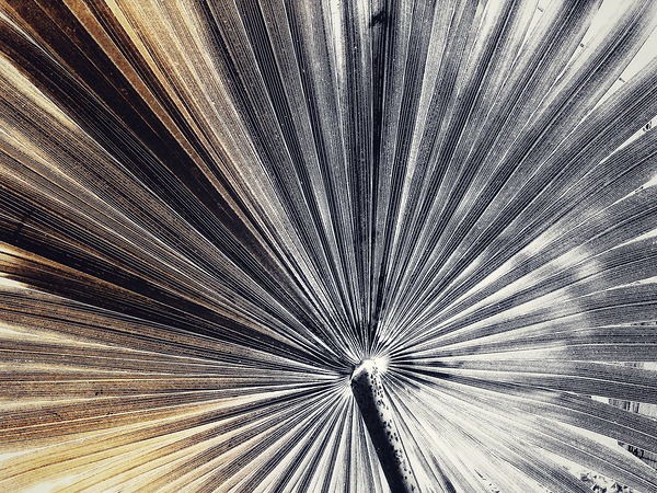 V1013 Print